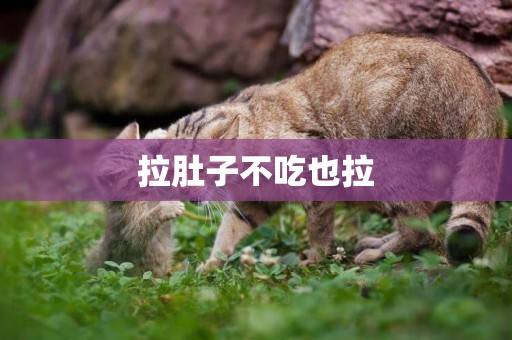 拉肚子不吃也拉