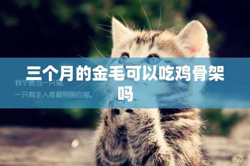三個月的金毛可以吃雞骨架嗎