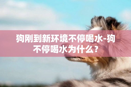 狗剛到新環境不停喝水-狗不停喝水為什么？