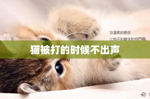 貓被打的時候不出聲