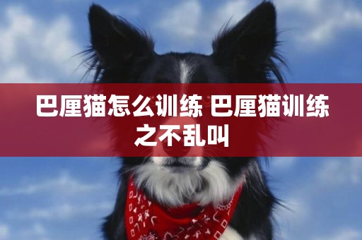巴厘貓怎么訓練 巴厘貓訓練之不亂叫