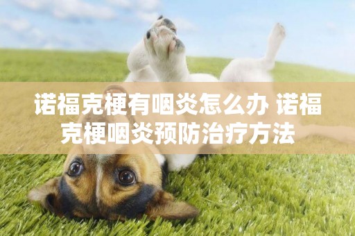 諾福克梗有咽炎怎么辦 諾福克梗咽炎預防治療方法