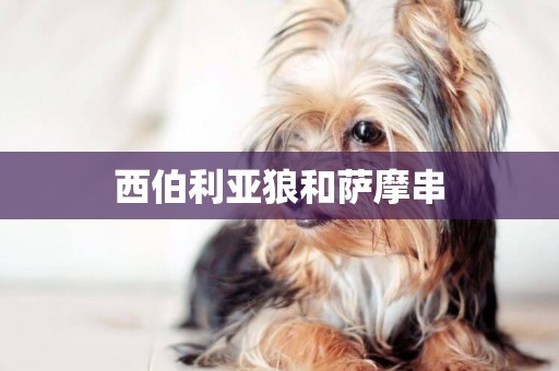 西伯利亞狼和薩摩串