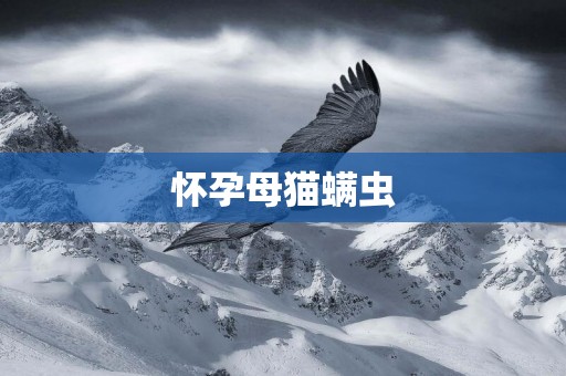懷孕母貓螨蟲