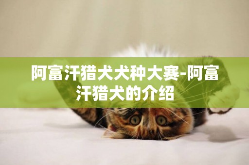 阿富汗獵犬犬種大賽-阿富汗獵犬的介紹