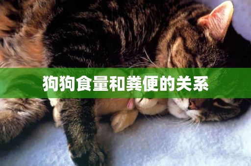 狗狗食量和糞便的關系