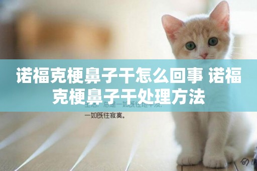 諾福克梗鼻子干怎么回事 諾福克梗鼻子干處理方法