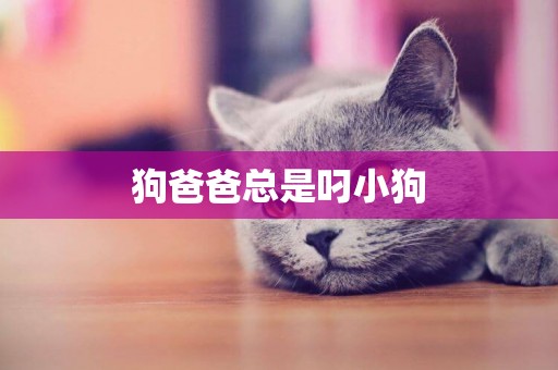 狗爸爸總是叼小狗