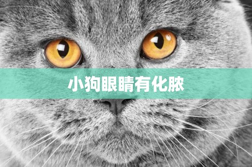小狗眼睛有化膿