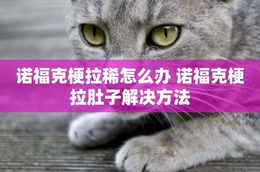 諾福克梗拉稀怎么辦 諾福克梗拉肚子解決方法