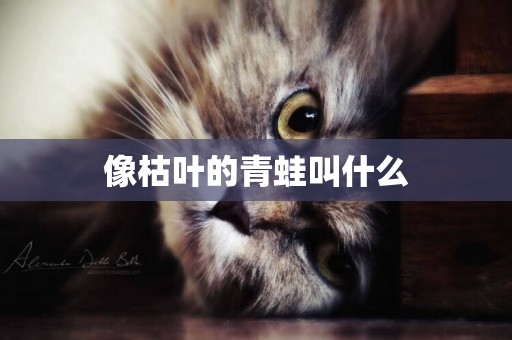 像枯葉的青蛙叫什么