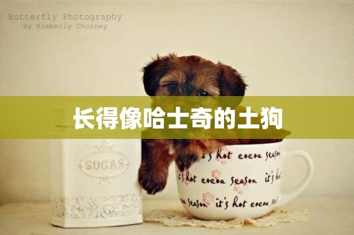 長得像哈士奇的土狗