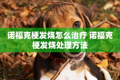 諾福克梗發燒怎么治療 諾福克梗發燒處理方法