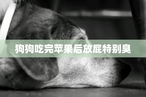 狗狗吃完蘋果后放屁特別臭