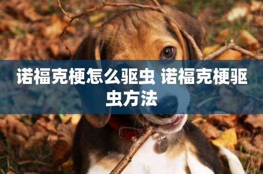 諾福克梗怎么驅蟲 諾福克梗驅蟲方法