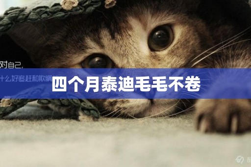 四個月泰迪毛毛不卷
