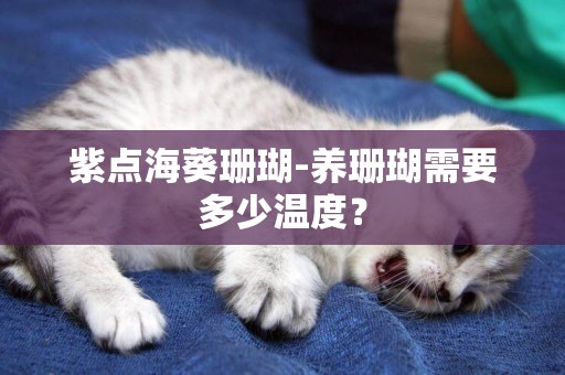 紫點海葵珊瑚-養珊瑚需要多少溫度？