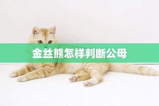 金絲熊怎樣判斷公母