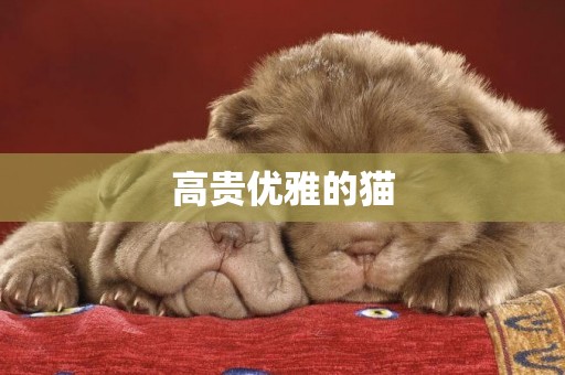 高貴優雅的貓