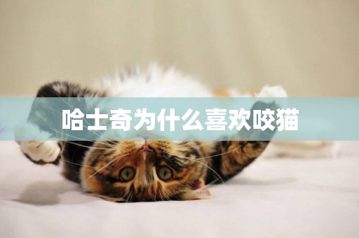 哈士奇為什么喜歡咬貓