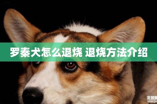 羅秦犬怎么退燒 退燒方法介紹