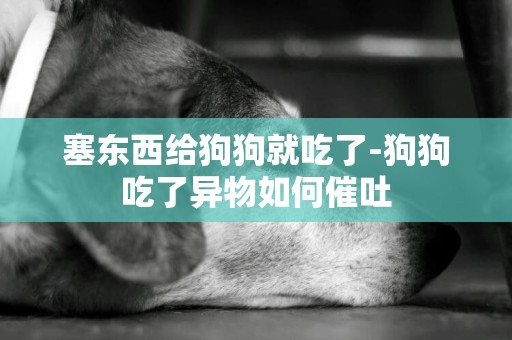 塞東西給狗狗就吃了-狗狗吃了異物如何催吐