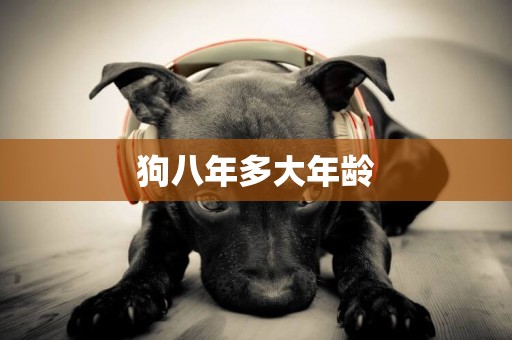 狗八年多大年齡