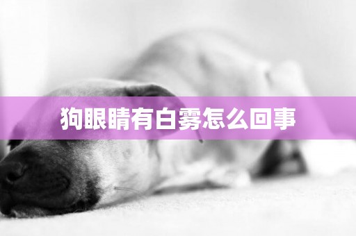狗眼睛有白霧怎么回事
