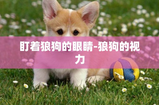 盯著狼狗的眼睛-狼狗的視力