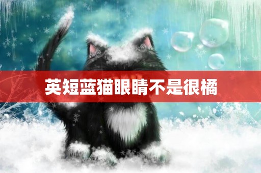 英短藍貓眼睛不是很橘