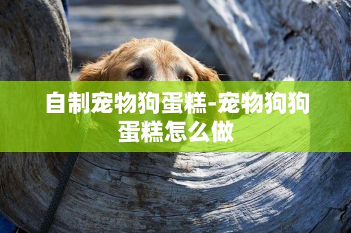 自制寵物狗蛋糕-寵物狗狗蛋糕怎么做