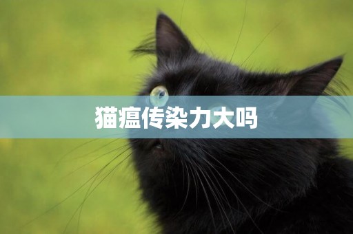 貓瘟傳染力大嗎