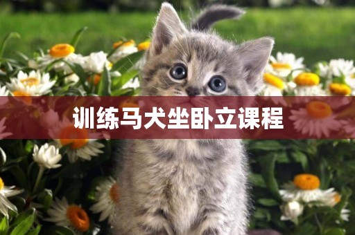 訓練馬犬坐臥立課程