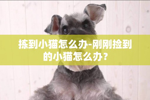 揀到小貓怎么辦-剛剛撿到的小貓怎么辦？