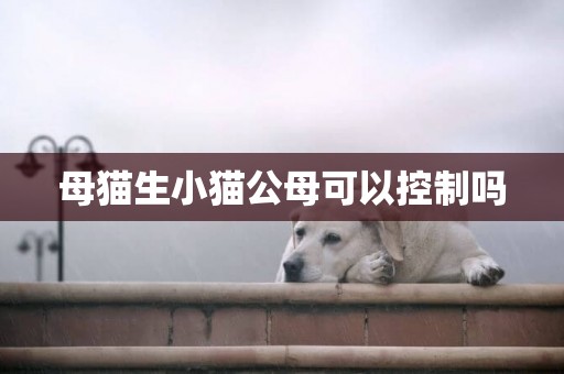 母貓生小貓公母可以控制嗎