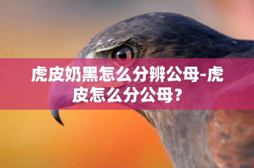 虎皮奶黑怎么分辨公母-虎皮怎么分公母？