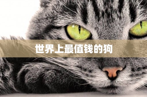 世界上最值錢的狗