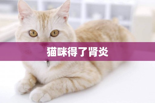 貓咪得了腎炎