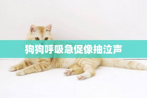 狗狗呼吸急促像抽泣聲