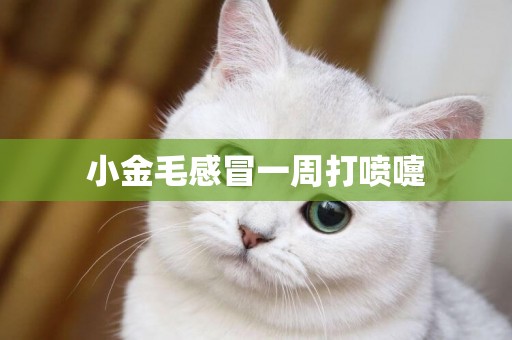 小金毛感冒一周打噴嚏