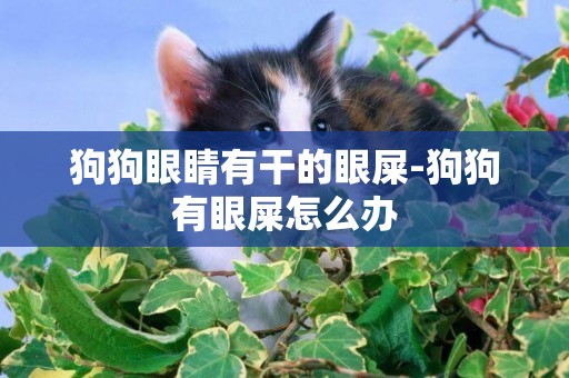 狗狗眼睛有干的眼屎-狗狗有眼屎怎么辦