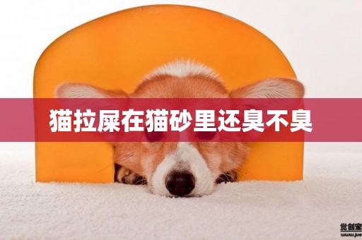 貓拉屎在貓砂里還臭不臭