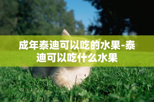 成年泰迪可以吃的水果-泰迪可以吃什么水果