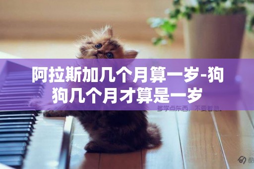 阿拉斯加幾個月算一歲-狗狗幾個月才算是一歲