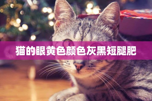 貓的眼黃色顏色灰黑短腿肥