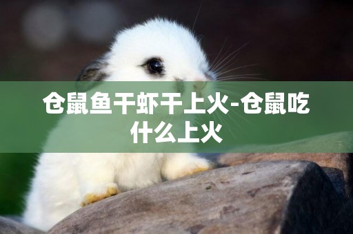 倉鼠魚干蝦干上火-倉鼠吃什么上火