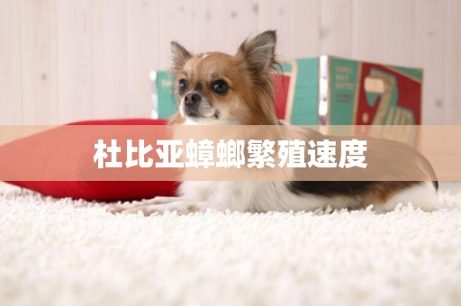 杜比亞蟑螂繁殖速度
