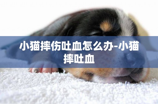 小貓摔傷吐血怎么辦-小貓摔吐血