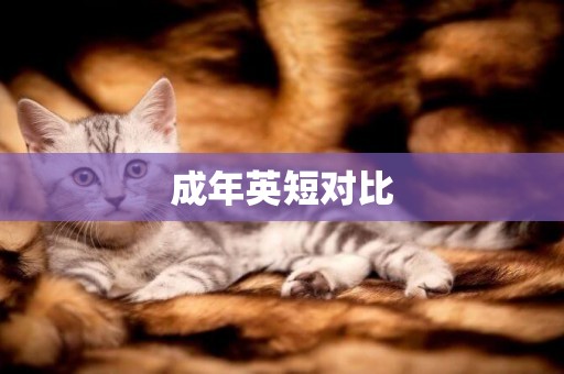 成年英短對比