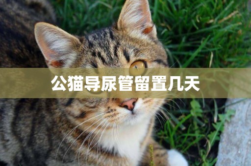 公貓導尿管留置幾天